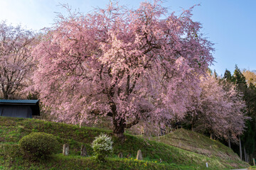 長野県小川村番所の桜