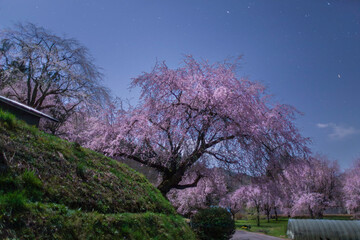 月明かりに照らされた小川村番所の桜