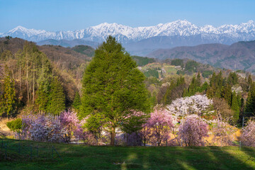 長野県小川村立屋展望台から満開の桜と夜明けの北アルプス - obrazy, fototapety, plakaty