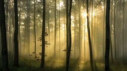 Obraz premium The deciduous forest in the fog is a majestic and mysterious sight. Fog creates an atmosphere of mystery, enveloping tree trunks and creating openwork plays of light and shadow. The sun's rays penetra