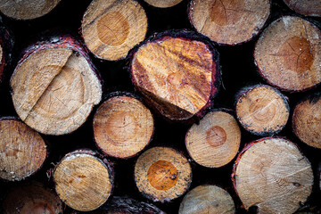 Obraz premium kłody drewna na stosie, pocięte drzewa, pocięte drewno