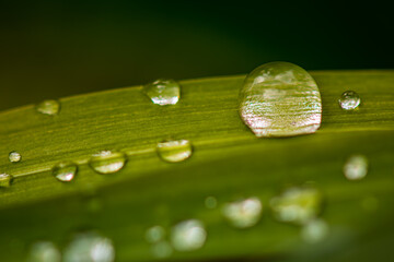 krople wody na zielonym liściu, zbliżenie, makro
