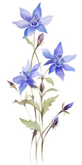 Fototapeta premium bouquet of blue flowers