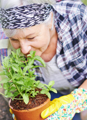 Elderly, retired and woman with gardening as hobby by smell peppermint plant at home for health or peace. Senior, female person and smile for growth of plants in summer with love or care for ecology
