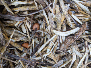 close up of a pile of dried mushrooms
