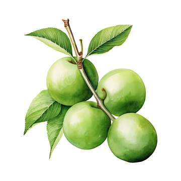 Watercolor green plum illustration isolated on transparent background.