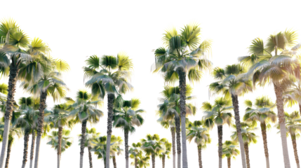Palm trees in Palm Springs, California, white background ,on white background