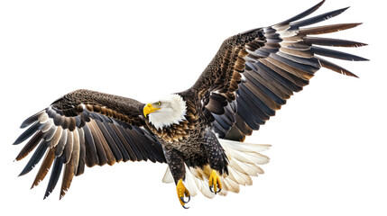Fototapeta premium North American bald eagle in mid-air to hunt,on white background