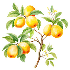 Watercolor yellow plum illustration isolated on transparent background.