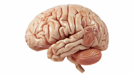 The lobes of the brain of the human being on a white background - obrazy, fototapety, plakaty