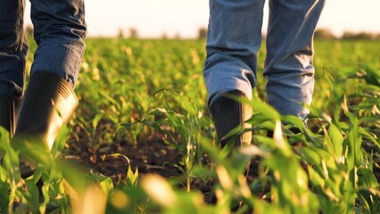 Two farmer in rubber shoes going on earth seeding rows at sunset corn field back view closeup. Agronomist colleagues checking control examination agriculture harvest cultivation at plantation