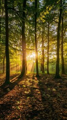 Fototapeta premium A panoramic view of a forest at sunset, with sunlight filtering through the leaves and casting a warm glow on the forest floor