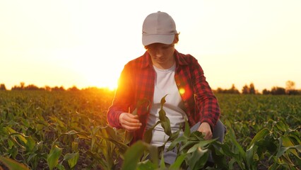 Woman farmer agronomist checking corn seedling leaf at sunset plantation. Female professional...