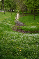 spring in the park