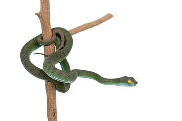 Snake with hemotoxic venom affects the blood system. Large-eyed Pit Viper (Trimeresurus macrops). Green snake coiled around on a branch isolated on white background.