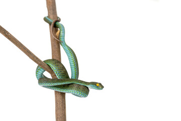 Snake with hemotoxic venom affects the blood system. Large-eyed Pit Viper (Trimeresurus macrops)....