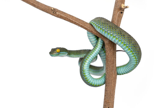 Snake with hemotoxic venom affects the blood system. Large-eyed Pit Viper (Trimeresurus macrops). Green snake coiled around on a branch isolated on white background.