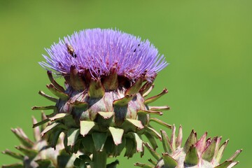 Artichoke, a thistle-like vegetable with tender hearts, boasts a nutty flavor and is prized for its...