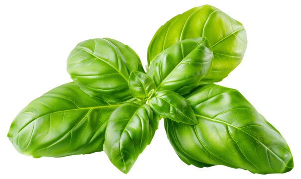 Fresh basil leaves isolated , vibrant green color