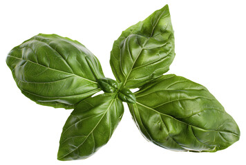 Fresh basil leaves isolated on a