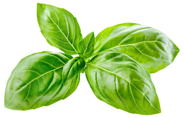 Fresh basil leaves isolated on a , vivid green