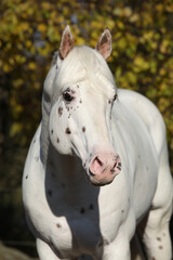 Beautiful appallosa stallion without western halter
