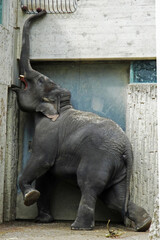 Asiatischer Elefant beim Füttern, Interaktion im Zoo Zürich