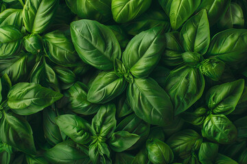 Stack of fresh basil leaves green and aromatic square view