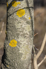 Lichen Xanthoria polycarpa onaspen tree. Close up photo Lichen Xanthoria polycarpa on old aspen...