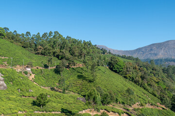 tea field in the highlands of India