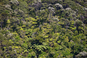 Bark Bay, New Zealand - beach and Lush Forests, Natural Seaside Panorama