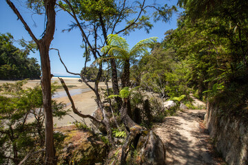 Fototapeta na wymiar Bark Bay, New Zealand - beach and Lush Forests, Natural Seaside Panorama
