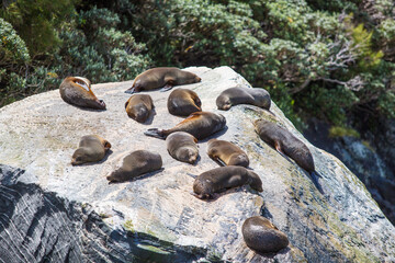 New Zealand Fur Seals Lounging on a Sunlit Rock - Milford Sound's Marine Life Sanctuary