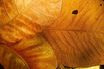 golden leaves texture background 