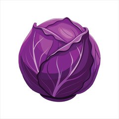 colorful illustration of purple cabbage