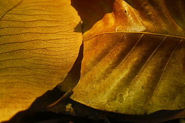 golden leaf on the ground