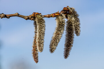 Naklejka premium Spring blooming of aspen. Spring blooming of European aspen or Quaking Aspen catkins, over blue sky background