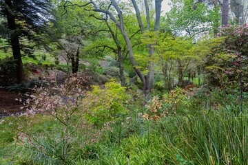Forest and gardens in the Napier Botanical Gardens, Napier, Hawkes Bay, New Zealand.