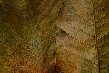 Golden leaves background 