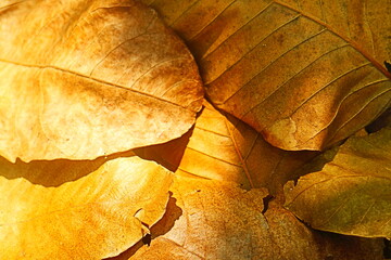 Fallen leaves texture background 