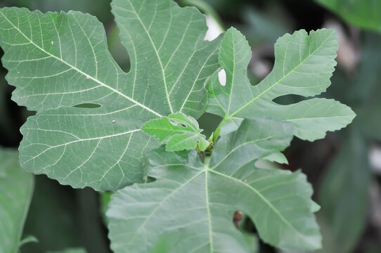 Ficus carica, fig or common fig plant or fig leaf
