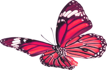 Butterfly insect flying wings self recognized forest animal beautiful transparent background editable png