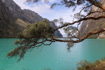 tree on the lake