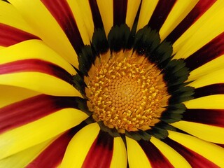 red and yellow gazania petal pattern
