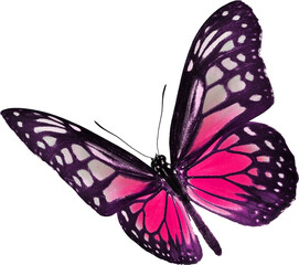 Butterfly insect flying wings self recognized forest animal beautiful transparent background editable png pink