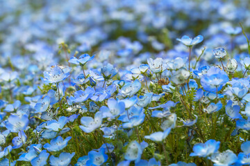 青い花　ネモフィラの花