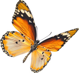Butterfly insect flying wings self recognized forest animal beautiful transparent background...