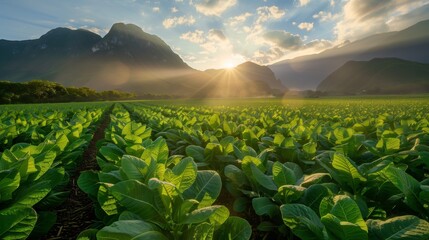 Sunrise illuminating a large tobacco field with lush green leaves set against majestic mountains.