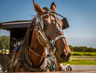 Portrait of horse in harness on Amish farm; carriage behind it; blue sky in background