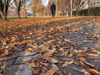 Long Straight Pedestrian Walkway with many Yellow Leaves on the Ground in the Autumn Season and...